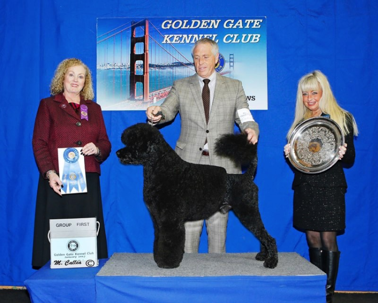 Golden gate 2024 kennel club